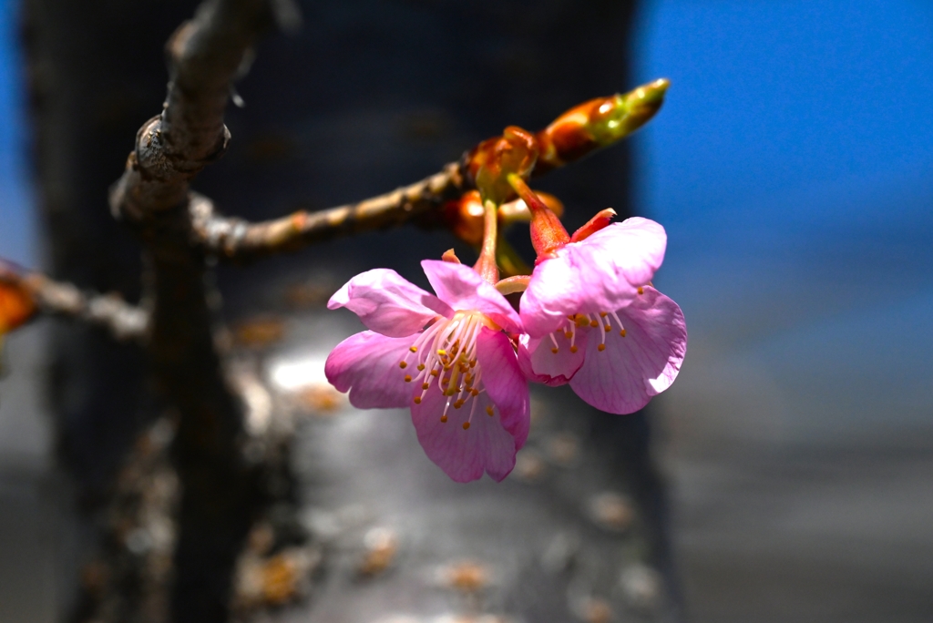 2月26日の用水路 ・河津桜