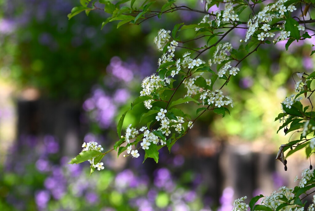 用水路・この花は？