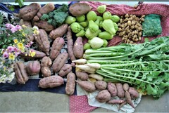 11月7日の全収穫