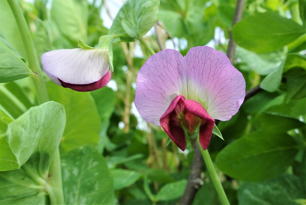 キヌサヤの花