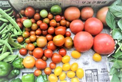 7月9日のインゲン・トマト各種・モロヘイヤ等