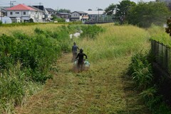 K川下流域・ホコリに煙る草刈り