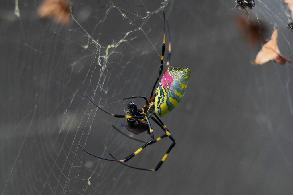 用水路・ご馳走にありつくジョロウグモ♀