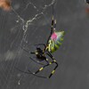 用水路・ご馳走にありつくジョロウグモ♀
