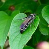 K川沿道・ハナバチの一種