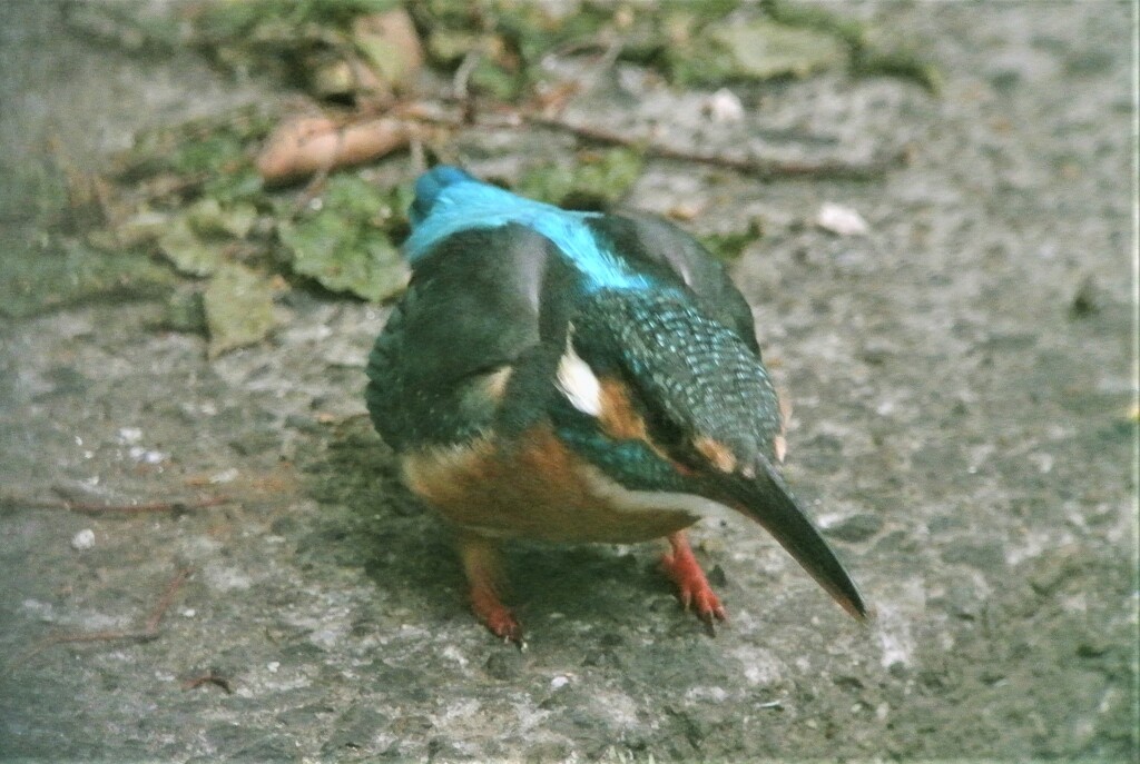 どうぞの仕草