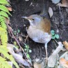 急斜面土手のシロハラ
