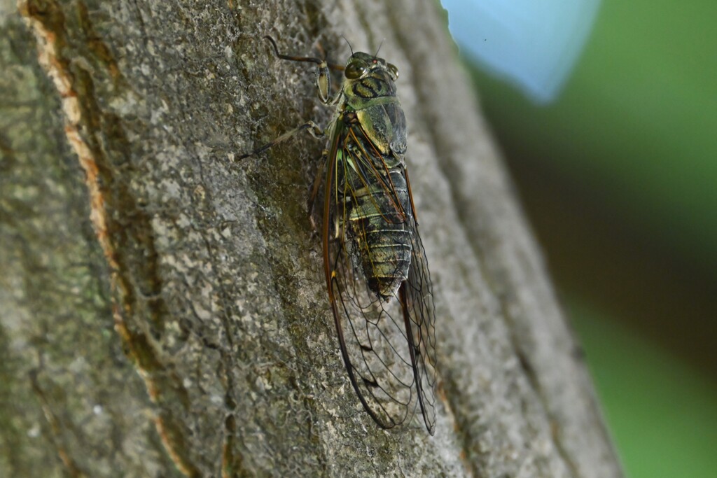 ツクツクボウシ