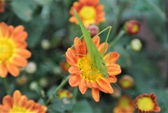 咲き始めた菊に・・・