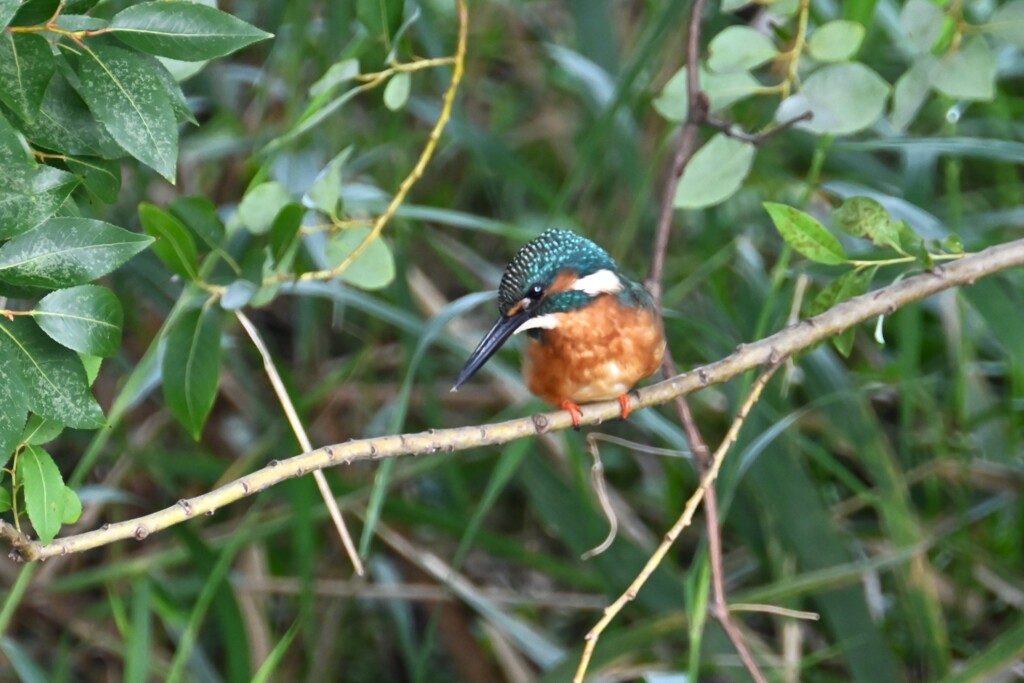 K川・フィールド１（カワセミ♂成鳥）.