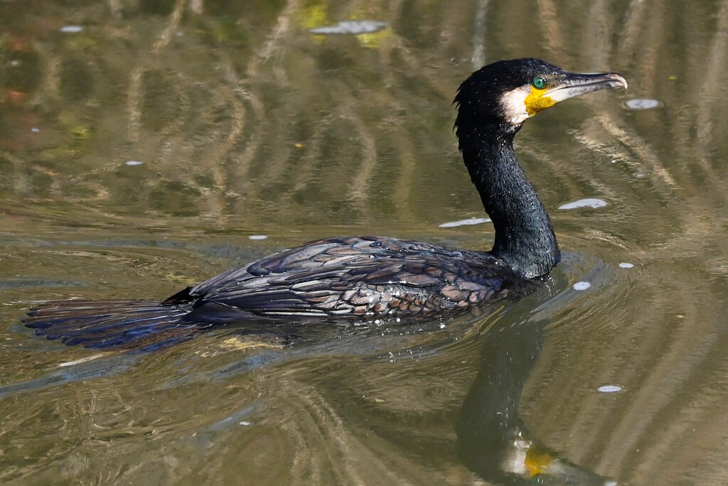 Ｋ川中流域・カワウ