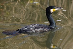 Ｋ川中流域・カワウ