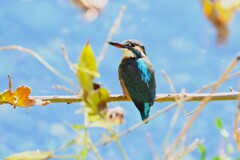 K川・カワセミ♀