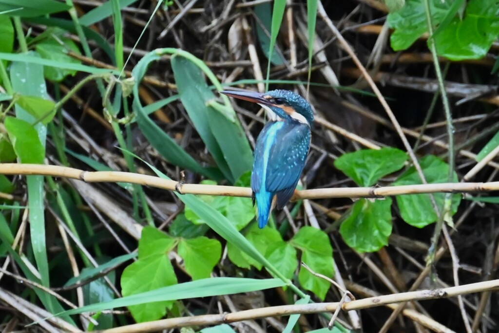 Ｋ川・中流域のカワセミ♀ 