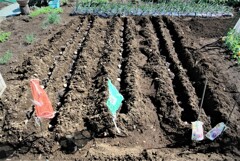 ジャガイモ植え込み作業中.