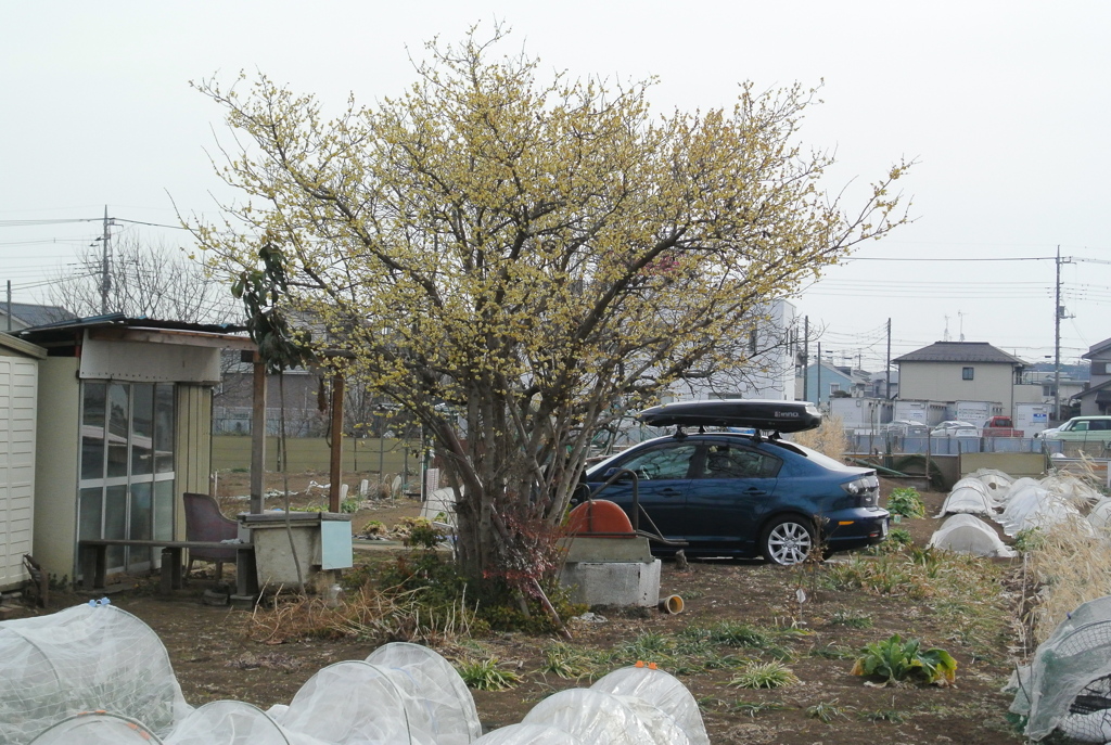 ロウバイと愛車