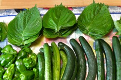 菜園・化け物エゴマ葉