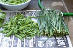 菜園・4月8日：エンドウ豆とニラ、収穫
