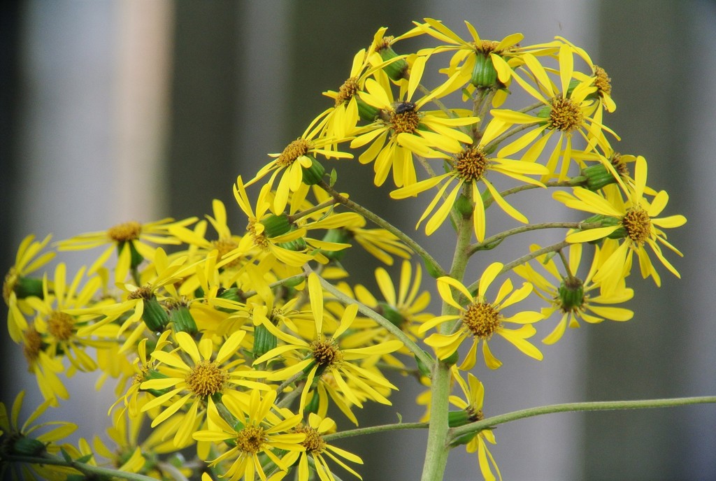 ツワブキの花