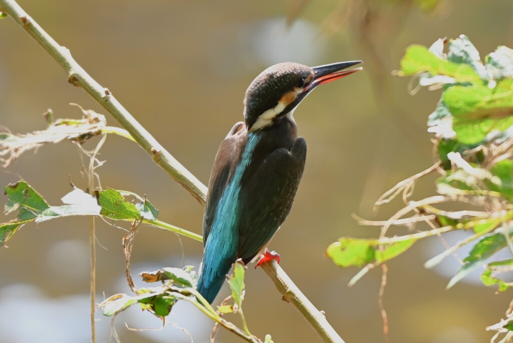 K川下流域・カワセミ♀若鳥 