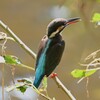 K川下流域・カワセミ♀若鳥 