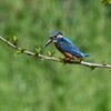 Ｋ川・中流域のカワセミ♂ (ダイビング寸前)