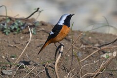 K川下流域・まだ居るジョウビタキ♂