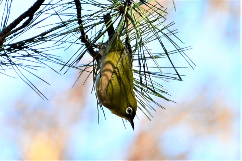 メジロブランコ