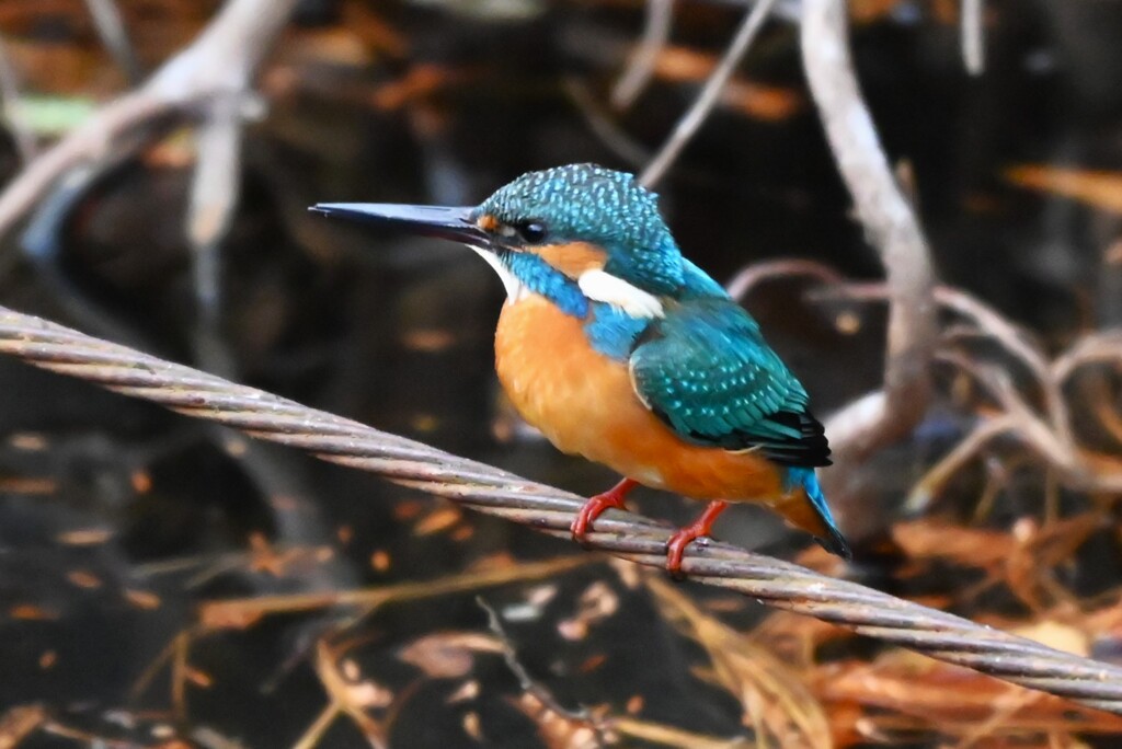 都内公園・カワセミ♂若、杭のワイヤー止まり
