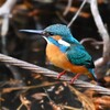 都内公園・カワセミ♂若、杭のワイヤー止まり