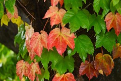 用水路・ツタの紅葉グラデーション