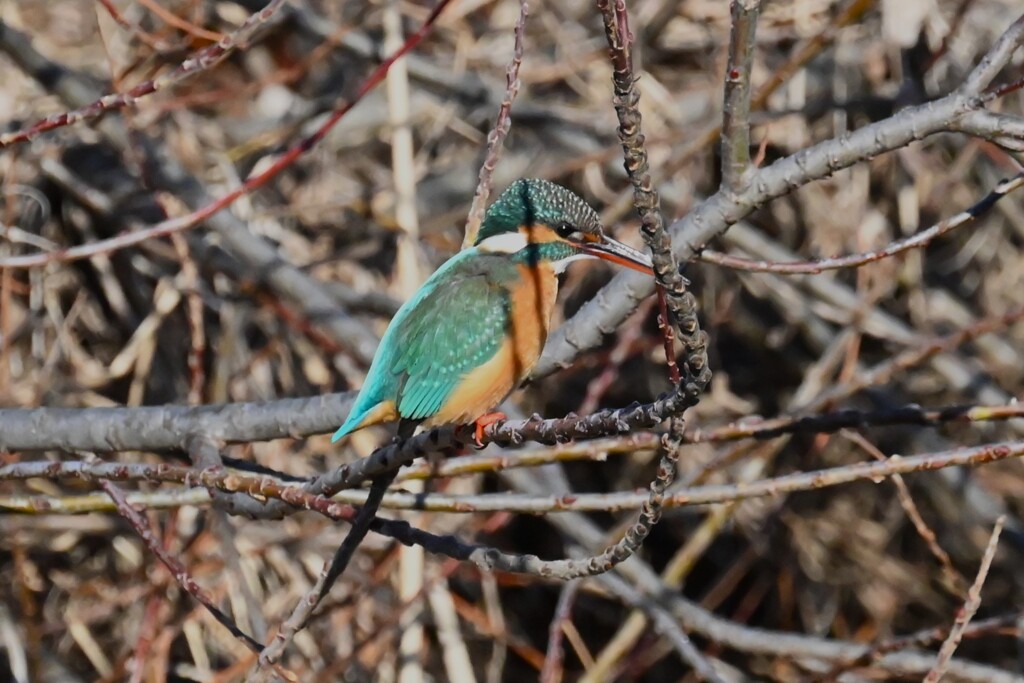 K川・上流域のカワセミ♀ 