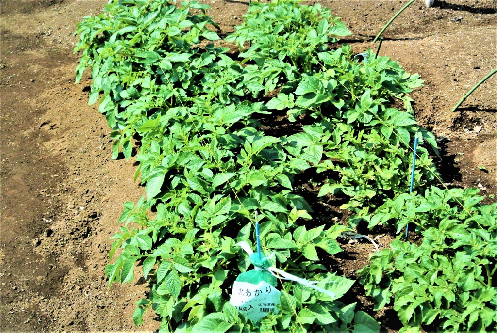 ジャガイモ追肥・土寄せ