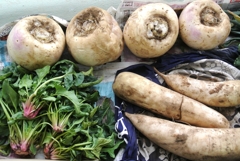 2月22日菜園・収穫 (聖護院カブは頂き物)