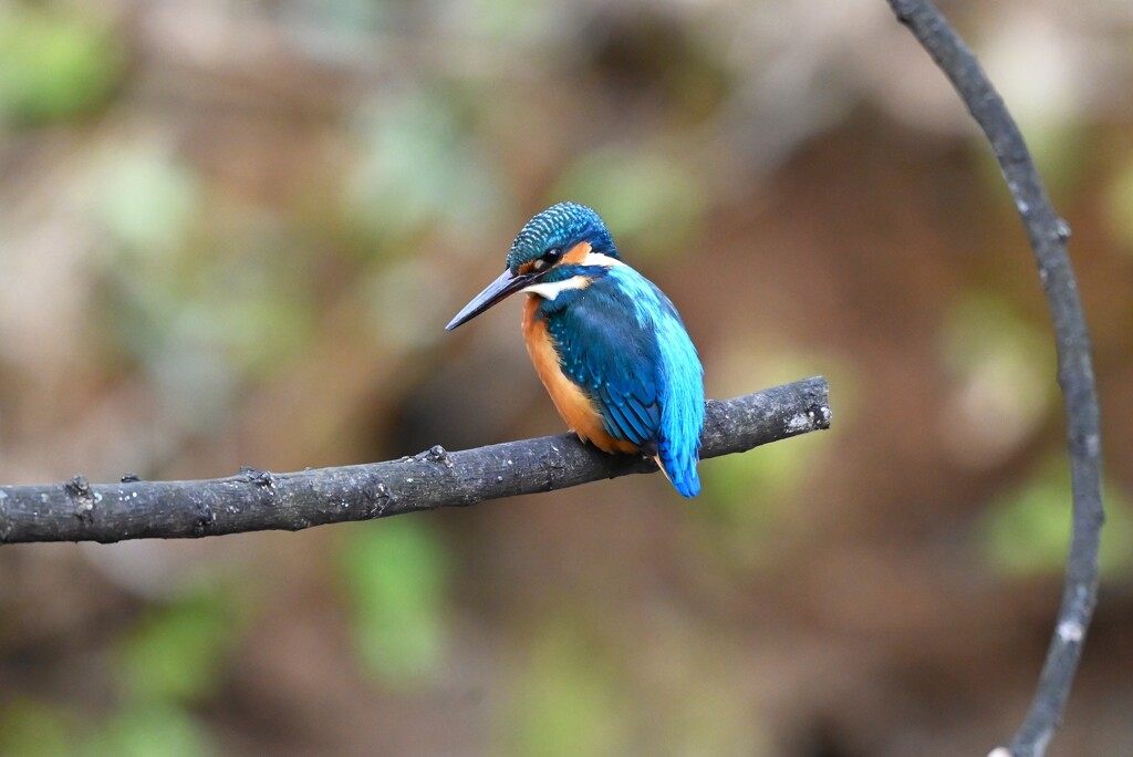 Ｋ川中流域・カワセミ♂若この枝が大好き！