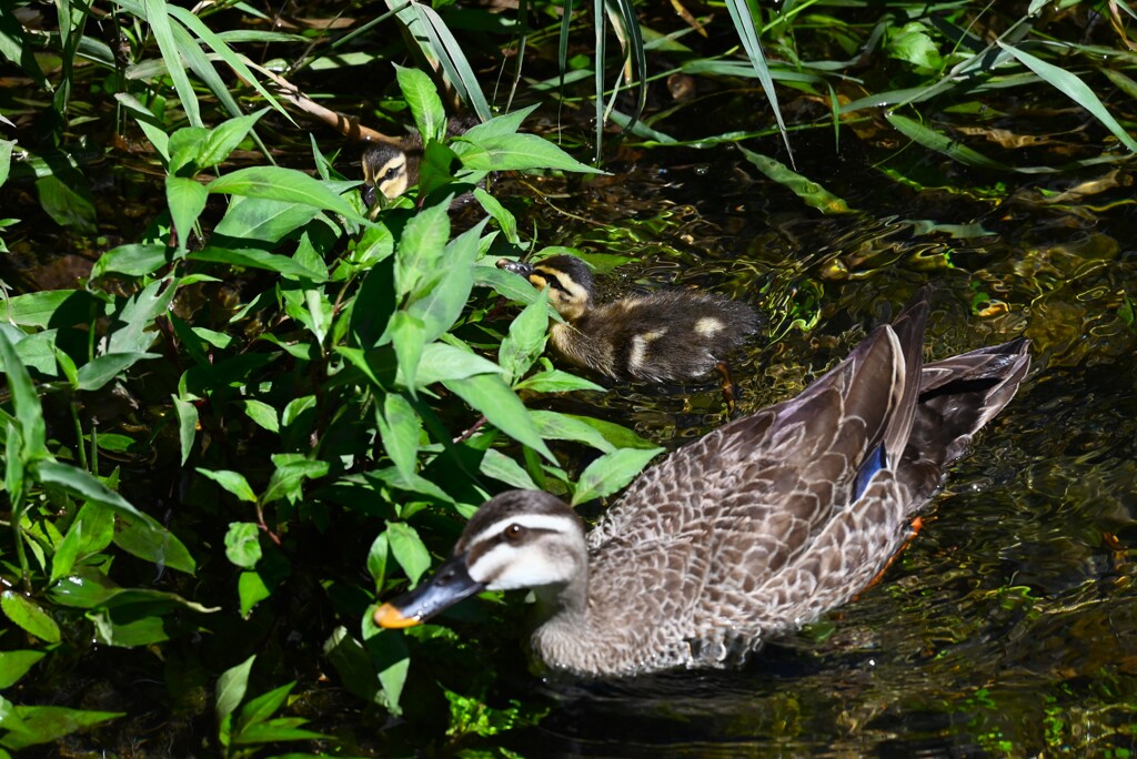 都内公園・また逢えたカルガモ親子