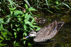 都内公園・また逢えたカルガモ親子