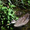 都内公園・また逢えたカルガモ親子