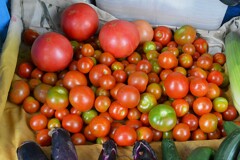 菜園・トマト大中小3種
