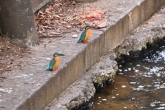 カワセミカップル