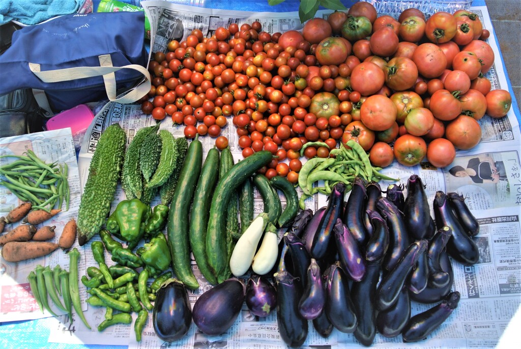 菜園あの日.....