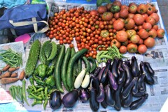 菜園あの日.....