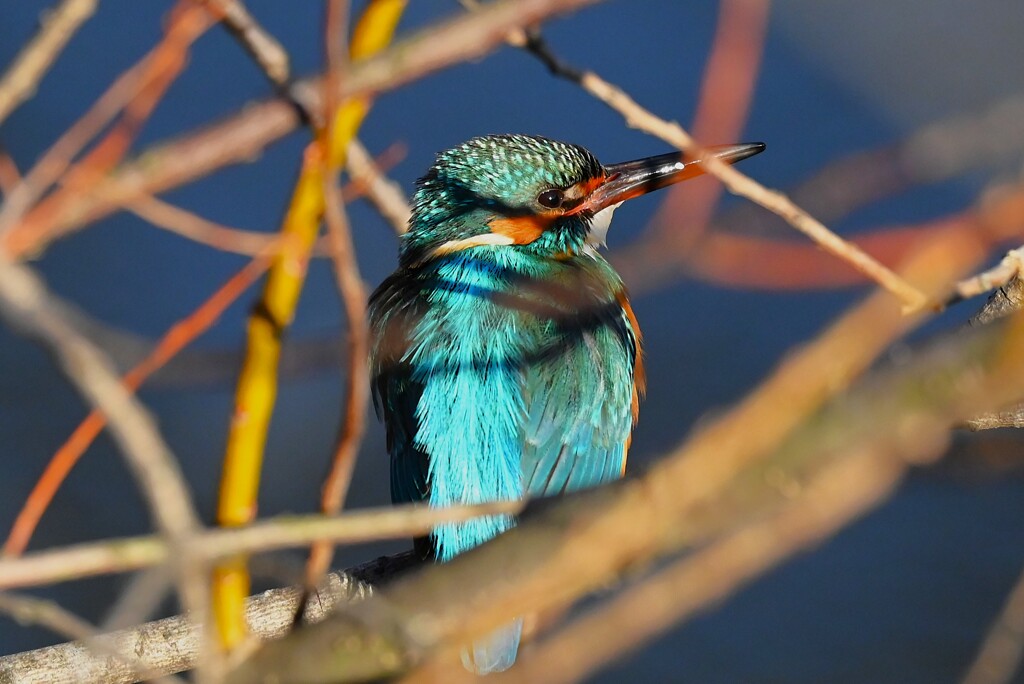 K川上流域・一羽目の♂ 