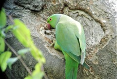 なんと営巣していたワカケホンセイインコ