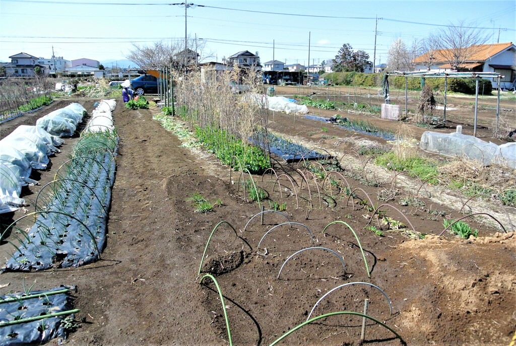 新菜園一帯の状況