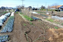 新菜園一帯の状況
