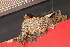 ツバメ・抱卵中