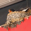 ツバメ・抱卵中