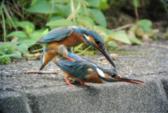 ねだりの♀ところへいきなり♂が交尾に！！...