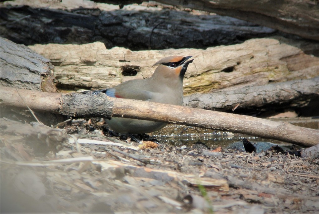 水を飲むヒレンジャク
